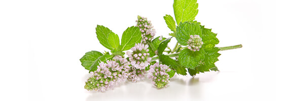 Huile essentielle de Menthe Suave